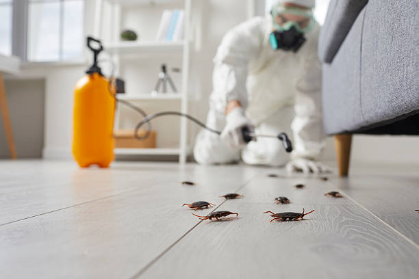 Post-Treatment Bed Bug Interceptor Monitoring in St. Bernard